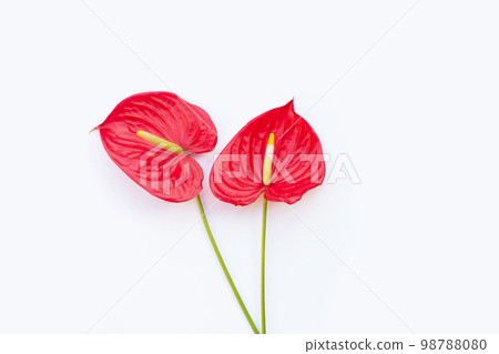 Flamingo flower or pigtail anthurium 98788080