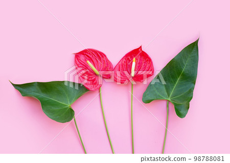 Flamingo flower or pigtail anthurium 98788081