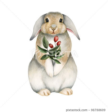 Watercolor fluffy rabbit holding leaves and berries illustration, cute bunny animal drawing isolated on a white Watercolor fluffy rabbit holding leaves and berries illustration, cute bunny animal drawing isolated on a white 98788609