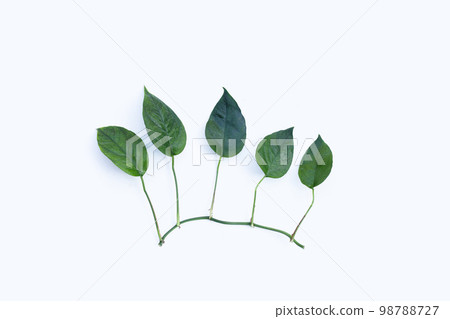 Monstera adansonii or monstera deliciosa liebm leaves on white background. Copy space 98788727