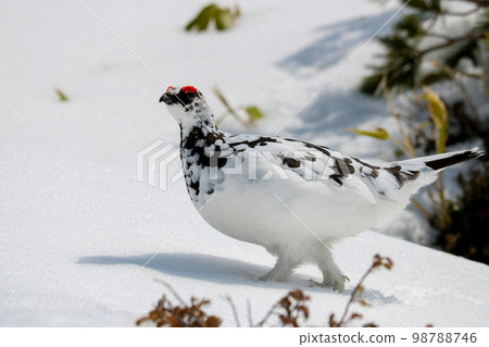 White grouse White grouse 98788746