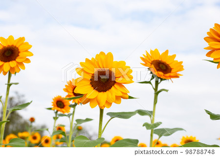 Sunflower field, Beautiful summer landscape. Sunflower field, Beautiful summer landscape. 98788748