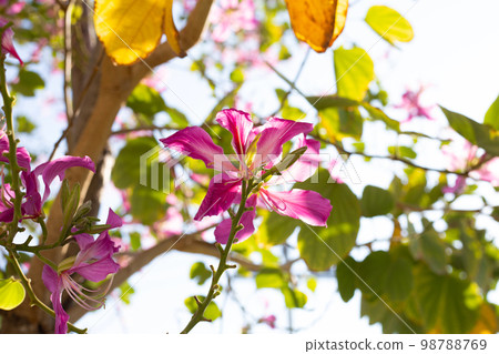 Bauhinia purpurea tree with pink flower Bauhinia purpurea tree with pink flower 98788769