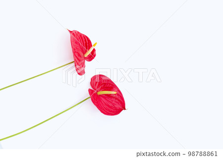 Flamingo flower or pigtail anthurium 98788861