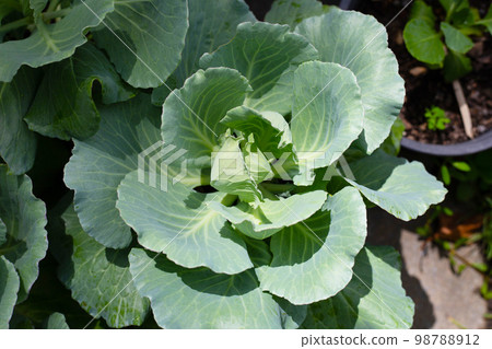 Gren cabbages growing in pots Gren cabbages growing in pots 98788912