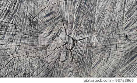A close-up of a saw cut of a large stump A close-up of a saw cut of a large stump 98788966