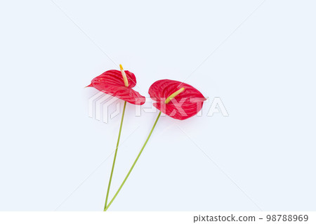 Flamingo flower or pigtail anthurium 98788969