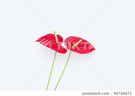 Flamingo flower or pigtail anthurium 98788971