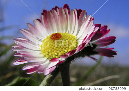 Wildflower, Sierra de Guadarrama National Park, Spain 98788999