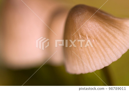Wild Mushroom, Sierra de Guadarrama National Park, Spain 98789011