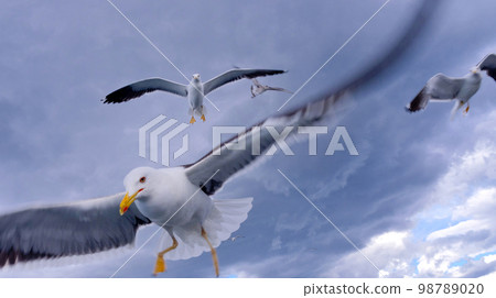 Flying Seagulls 98789020