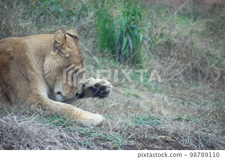 Female lion Female lion 98789110