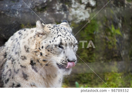 Snow leopard Snow leopard 98789332