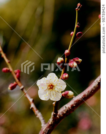 陽光下的一棵白梅樹（白花白芽的梅枝） 98789424