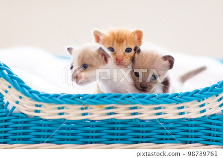Kitten in a basket. Baby cat at home. 98789761