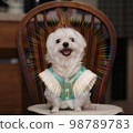 dog in hanbok 98789783