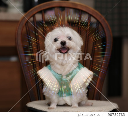 dog in hanbok 98789783