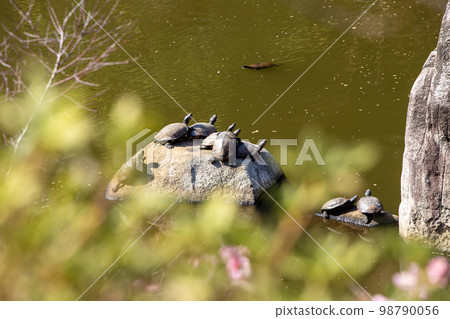 Turtle basking in the sun Turtle basking in the sun 98790056