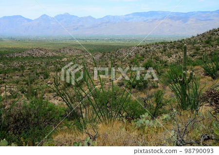 Catalina Mountains Tucson Arizona Catalina Mountains Tucson Arizona 98790093