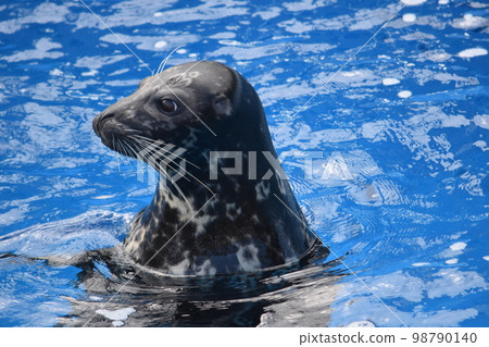 海洋生物 ~ 海豹 ~ 98790140