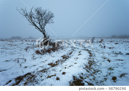 A tree by a dirt road, a view on a foggy winter day A tree by a dirt road, a view on a foggy winter day 98790298