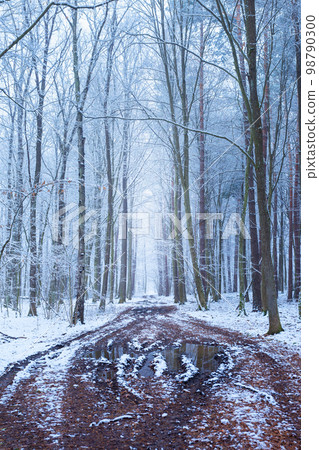 Muddy road alley in winter snow-covered forest 98790300