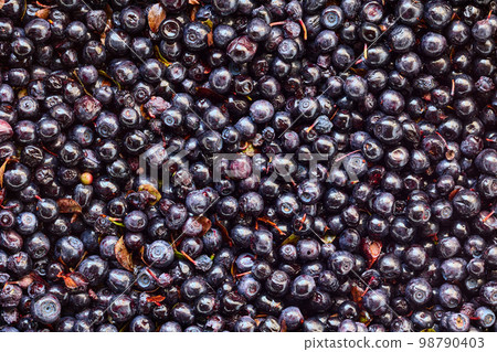 Texture of unsorted fresh blueberries harvested in forest. 98790403
