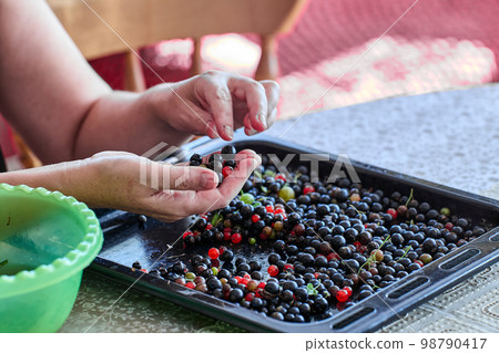 Farmer rejects and sorts fresh currants by hand. Farmer rejects and sorts fresh currants by hand. 98790417