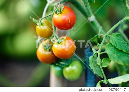 Branch of ripening tomatoes in vegetable garden greenhouse. Branch of ripening tomatoes in vegetable garden greenhouse. 98790447