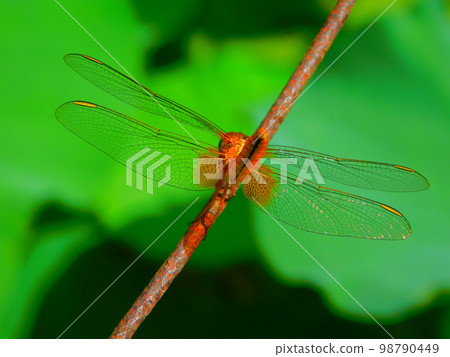 Red dragonfly wings close-up Red dragonfly wings close-up 98790449