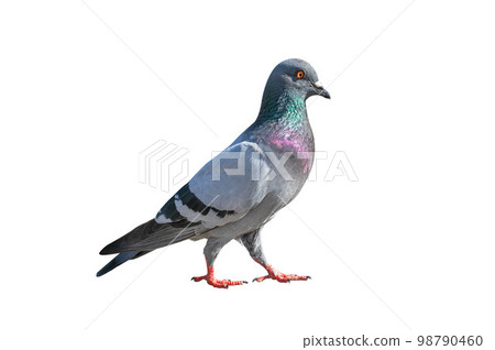 Full body of pigeon racing pigeon isolated white background. 98790460