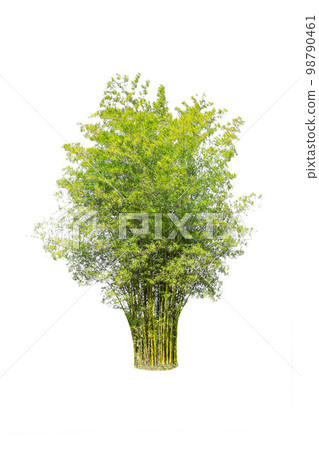 isolated big bamboo tree on White Background. bamboo tree Botanical garden organization elements of Asian nature in Thailand, tropical trees isolated used for design, advertising 98790461