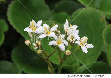 Snow Chow Blooming in Tateyama 98790498