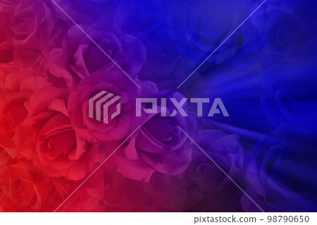 texture gradient violet and blue rose flowers background, nature, love, valentine, card, template, banner, copy space 98790650