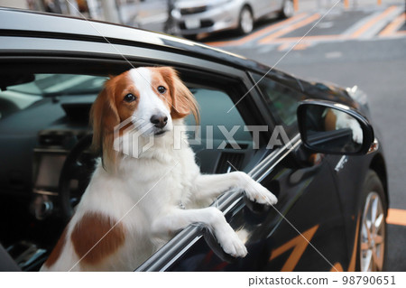 Kooikerhondje 在投幣式停車場將臉伸出車窗外 Kooikerhondje 在投幣式停車場將臉伸出車窗外 98790651