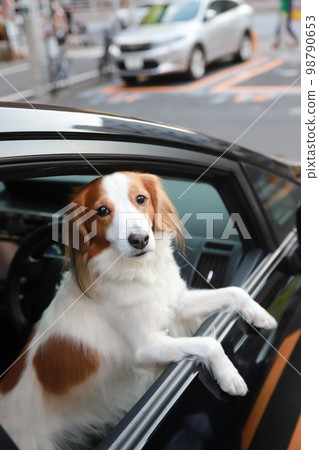 Kooikerhondje 在投幣式停車場將臉伸出車窗外 98790653