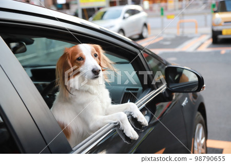 Kooikerhondje sticks his face out of the car window at a coin parking lot Kooikerhondje sticks his face out of the car window at a coin parking lot 98790655