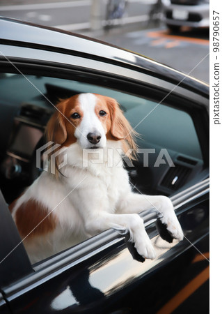 Kooikerhondje sticks his face out of the car window at a coin parking lot 98790657