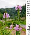 Hanatranoo flower in bloom 98790662