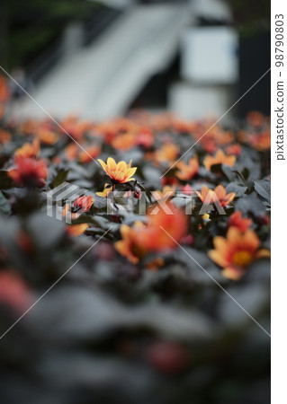 一朵光亮的橙色花 一朵光亮的橙色花 98790803