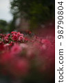 粉紅色的花朵 98790804