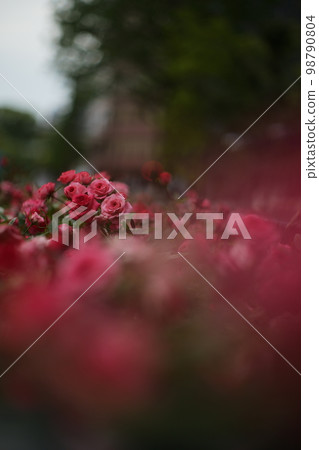 粉紅色的花朵 粉紅色的花朵 98790804