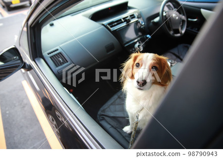 Kooikerhondje sitting in the passenger seat of a passenger car 98790943