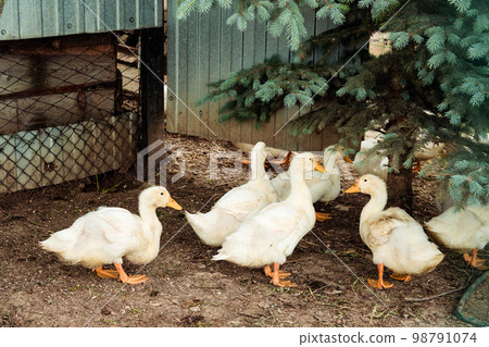 yellow goslings walk on the street and nibble grass during the day 98791074