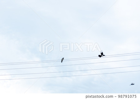 magpies sit on an electric cable 98791075