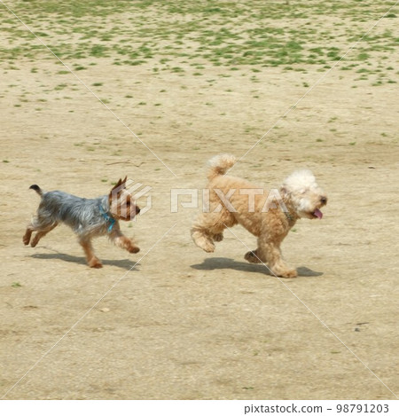 Flying yorkies and their companions at the dog run Flying yorkies and their companions at the dog run 98791203