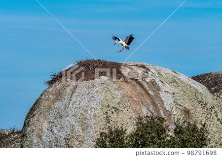 Storks colony in a protected area at Los Barruecos Natural Monument, Malpartida de Caceres, Extremadura, Spain. Storks colony in a protected area at Los Barruecos Natural Monument, Malpartida de Caceres, Extremadura, Spain. 98791698