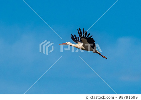 European white stork, Ciconia ciconia flying at Los Barruecos, Malpartida de Caceres, Extremadura, Spain. 98791699