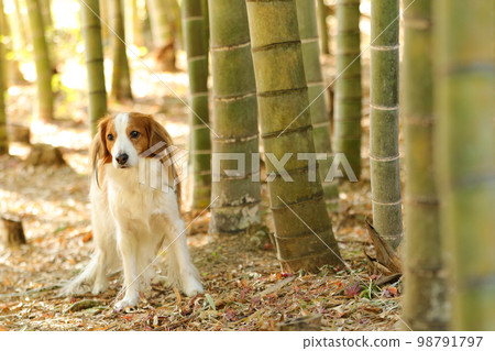Kooikerhondje 四肢站立在竹林中 98791797