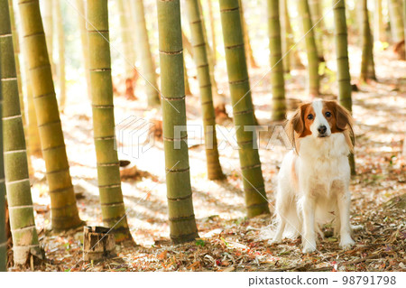 Kooikerhondje 四肢站立在竹林中 98791798